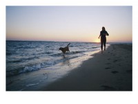 Outer Banks Beach Dog